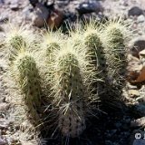 Echinocereus nicholii Tucson, Az, USA JLcoll.1193.jpg